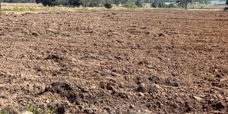 Lucen desolados terrenos mazatecos ante falta de trabajadores agrícolas