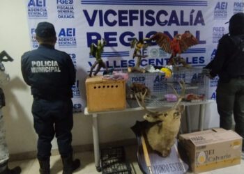 Tras operativo en Oaxaca: rescatan pericos, tucanes y hasta un cerdo en condiciones deplorables