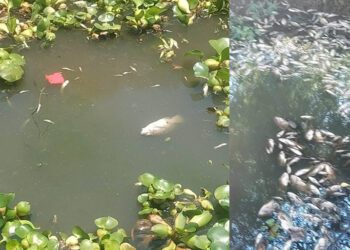¡Río letal, El Atoyac! La muerte avanza entre peces muertos, contaminación y omisiones del Estado