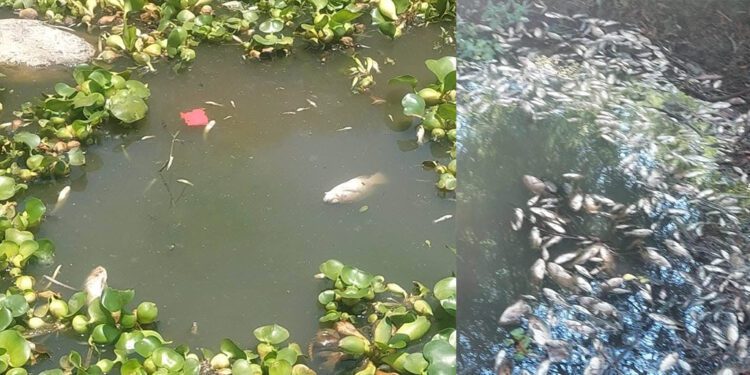 ¡Río letal, El Atoyac! La muerte avanza entre peces muertos, contaminación y omisiones del Estado