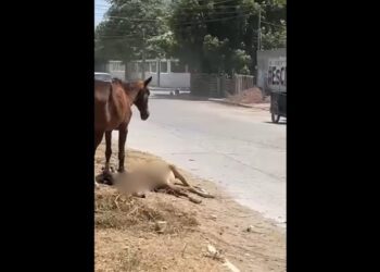 VIDEO | Crueldad animal mata caballo en Juchitán ante la indiferencia de edil