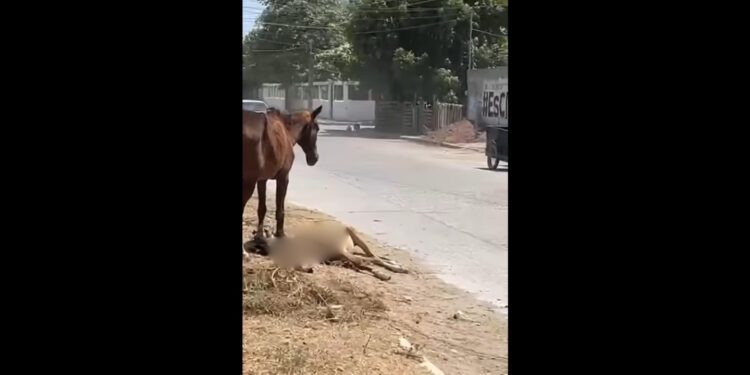 VIDEO | Crueldad animal mata caballo en Juchitán ante la indiferencia de edil