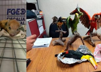 ¡Cateo en Oaxaca! Asegura Profepa 24 ejemplares de fauna silvestre en domicilio particular