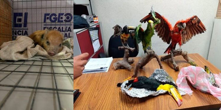 ¡Cateo en Oaxaca! Asegura Profepa 24 ejemplares de fauna silvestre en domicilio particular