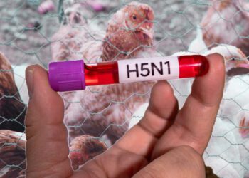 México detecta el primer caso humano de influenza aviar A (H5N1)
