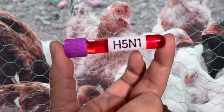 México detecta el primer caso humano de influenza aviar A (H5N1)