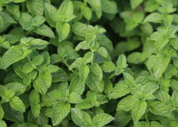 La hierbabuena planta medicinal que alivia, relaja y fortalece tu salud