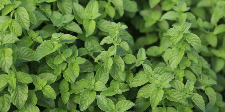 La hierbabuena planta medicinal que alivia, relaja y fortalece tu salud
