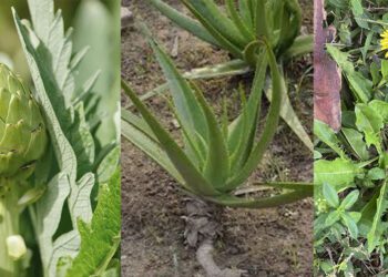 ¿Estás cuidando tu hígado? ¿Qué plantas pueden prevenir el hígado graso y mejorar tu salud hepática?