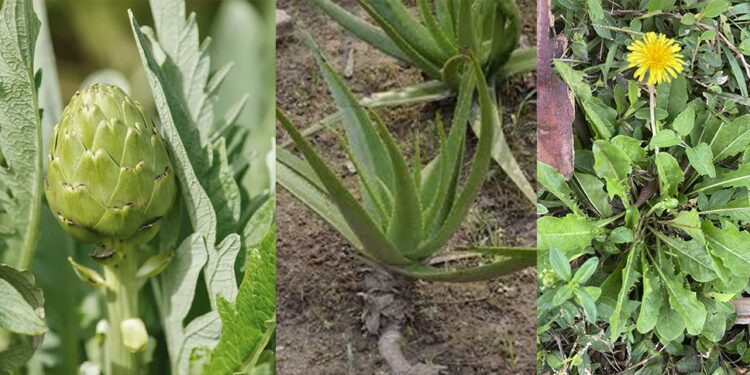 ¿Estás cuidando tu hígado? ¿Qué plantas pueden prevenir el hígado graso y mejorar tu salud hepática?