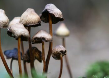¿Para qué sirven los hongos mágicos? Ciencia, salud mental y cultura pop