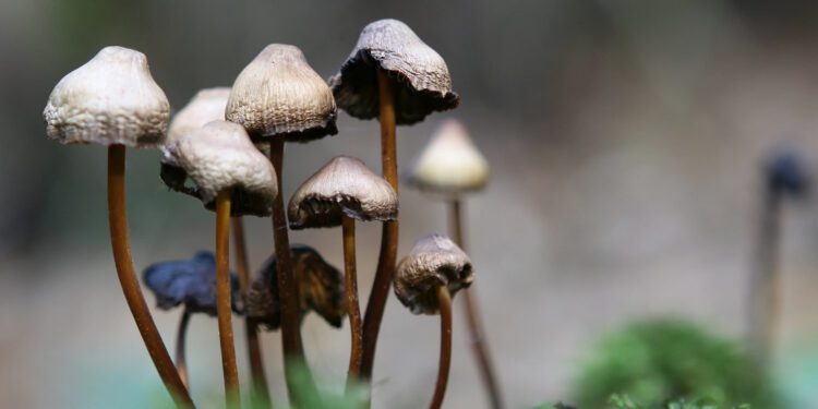 ¿Para qué sirven los hongos mágicos? Ciencia, salud mental y cultura pop