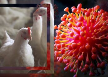 ¿Hay riesgo de contagio masivo de influenza aviar H5N1 en México?