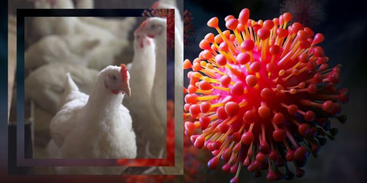 ¿Hay riesgo de contagio masivo de influenza aviar H5N1 en México?