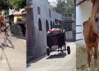VIDEO | Tras sufrir un infierno, el caballo Jacinto, es rescatado del maltrato y la explotación en Juchitán