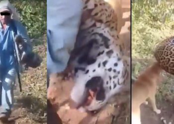 VIDEO | Carga a un jaguar muerto como trofeo: video desde Oaxaca desata furia e indignación