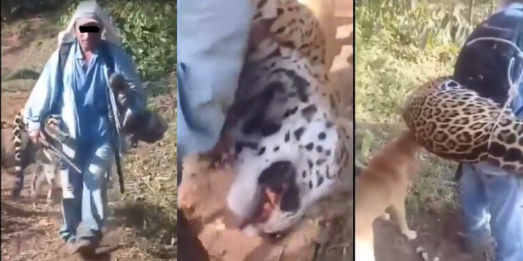 VIDEO | Carga a un jaguar muerto como trofeo: video desde Oaxaca desata furia e indignación