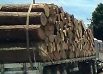 Foto: ilustrativa // Denuncian paso de camiones troceros por Cuicatlán.
