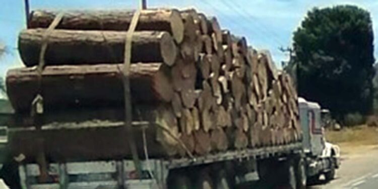 Foto: ilustrativa // Denuncian paso de camiones troceros por Cuicatlán.