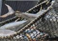 Foto: Agencias // Una de las principales especies de atún que México exporta es la aleta azul.