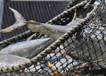 Foto: Agencias // Una de las principales especies de atún que México exporta es la aleta azul.