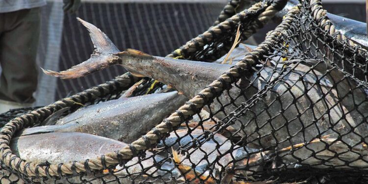 Foto: Agencias // Una de las principales especies de atún que México exporta es la aleta azul.