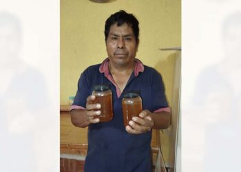 La cosecha del endulzante orgánico inició en abril y ya a fines de mayo terminará.