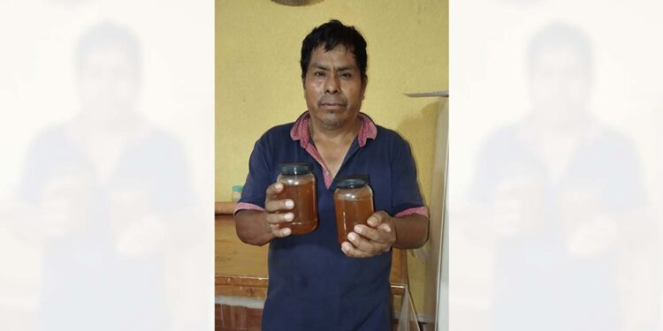La cosecha del endulzante orgánico inició en abril y ya a fines de mayo terminará.