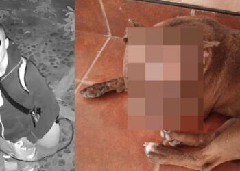 VIDEO | ¡Crueldad sin límites! Denuncian a extranjero por quemar con ácido a perros en Cuilápam
