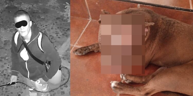 VIDEO | ¡Crueldad sin límites! Denuncian a extranjero por quemar con ácido a perros en Cuilápam