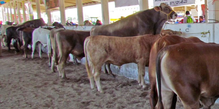 Foto: Archivo El Imparcial // El mayor número de casos de barrenador se registra en animales de la especie bovina.