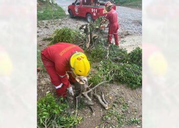 Ante los hechos, realizaron las labores de seccionamiento de árbol.