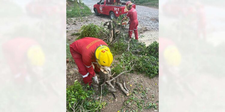 Ante los hechos, realizaron las labores de seccionamiento de árbol.