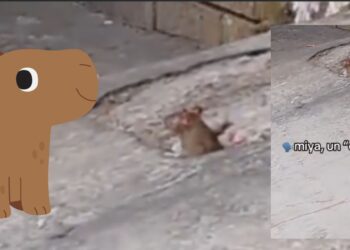 VIDEO | “Miya un capibaya”: Niño confunde una rata con un capibara