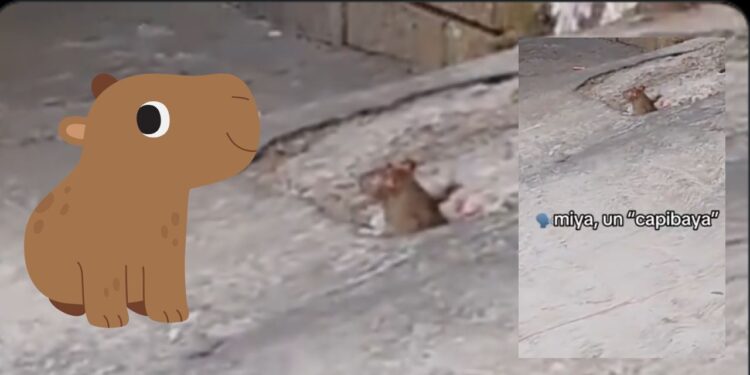 VIDEO | “Miya un capibaya”: Niño confunde una rata con un capibara