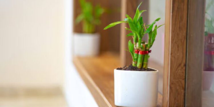 ¿Mala vibra en casa? Esta es la planta que los japoneses ponen en la entrada para protegerse de la envidia