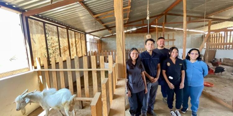 Investigadora UABJO apuesta por conservación de la Cabra Pastoreña, una raza pura de Oaxaca