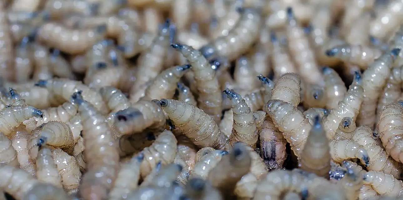 Gusano barrenador sigue extendiéndose. Noticias en tiempo real