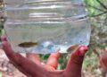 En estas comunidades ya se realizan esfuerzos comunitarios para la conservación del pez Profundulus.