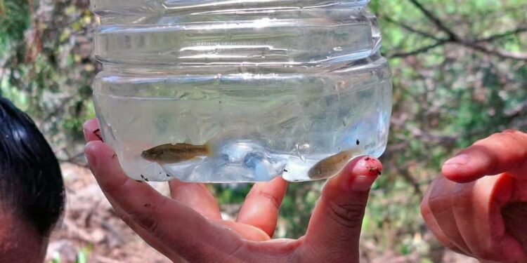 En estas comunidades ya se realizan esfuerzos comunitarios para la conservación del pez Profundulus.