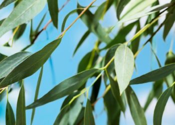 Eucalipto propiedades medicinales y usos tradicionales