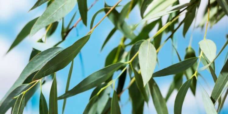 Eucalipto propiedades medicinales y usos tradicionales