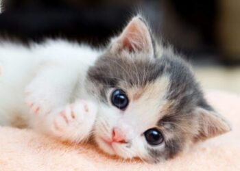 Convivir con gatos: la clave inesperada para mejorar tu salud física y mental