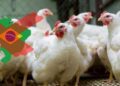 México dice “no” al pollo brasileño por brote de gripe aviar H5N1