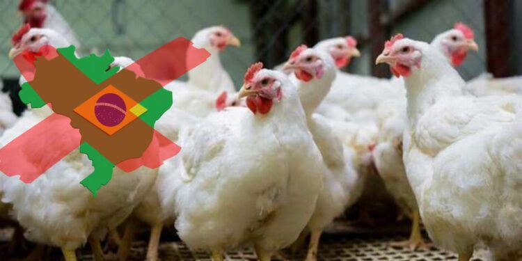 México dice “no” al pollo brasileño por brote de gripe aviar H5N1