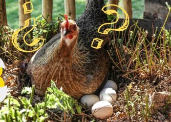 ¿Qué fue primero, el huevo o la gallina? La ciencia tiene una respuesta