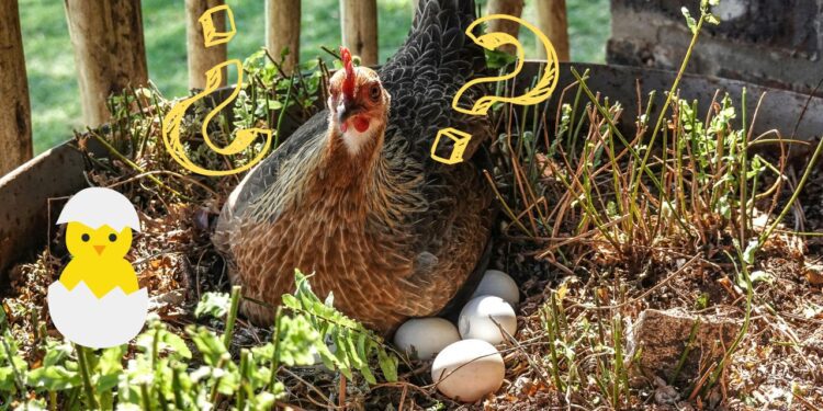 ¿Qué fue primero, el huevo o la gallina? La ciencia tiene una respuesta