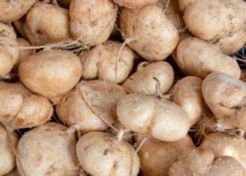 Jícama: el superalimento mexicano que mejora tu salud y ayuda a bajar de peso