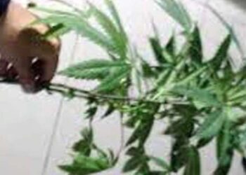 Le encuentran planta de mariguana.