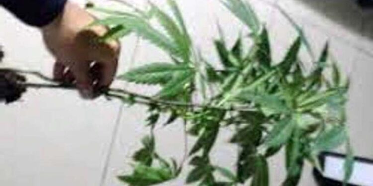 Le encuentran planta de mariguana.